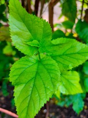 Fototapeta na wymiar green leaves of a tree