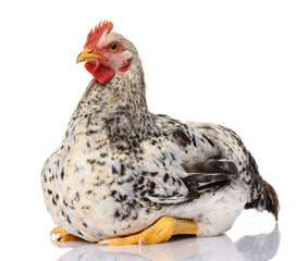 one gray rooster isolated on white background, studio shoot