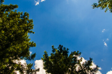 crown of trees from bottom to top. Cumulus clouds over the forest