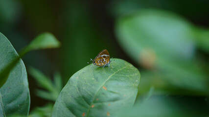 bee on a leaf
