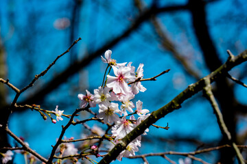 十二月桜