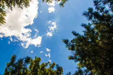 crown of trees from bottom to top. Cumulus clouds over the forest