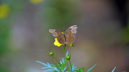 butterfly on a flower