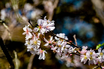 十二月桜
