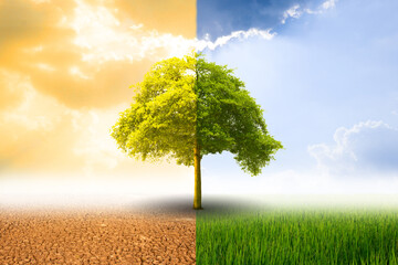 Different trees and ground The other side is perfect, the weather is good, and the other side is hot and dry.