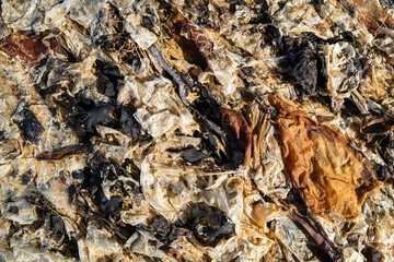 Thin coating of seaweed on the beach at Spencer Spit State Park on Lopez Island, Washington, USA