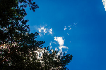 crown of trees from bottom to top. Cumulus clouds over the forest