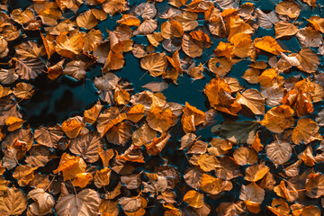 Water surface with fallen autumn leaves. Colorful seasonal natural orange background. Dry leaf on the lake. Lime tree leaf