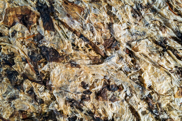 Thin covering of seaweed on the beach at Spencer Spit State Park on Lopez Island, Washington, USA