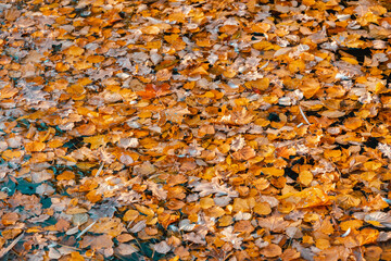 Water surface with fallen autumn leaves. Colorful seasonal natural orange background. Dry leaf on the lake.