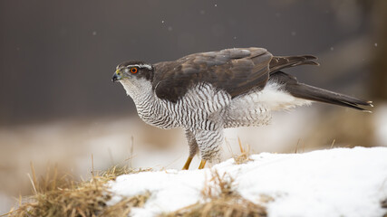 Majestic northern goshawk, accipiter gentilis, sitting on snow in winter. Striped raptor looking on white ground. Wild feathered predator watching on snowy pasture.