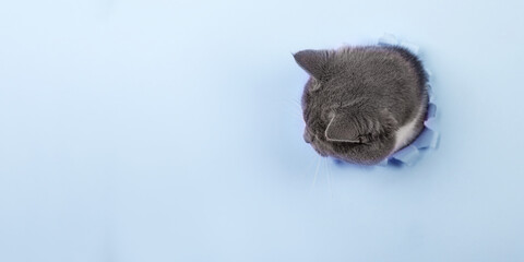 Grey beautiful cute cat peeks out of a hole in blue paper. Concept blank for the design of veterinary medicine, copy space.