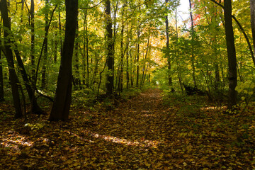 Obraz premium Landscape with a path in the autumn deciduous forest