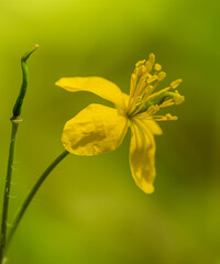 yellow flower of greater celandine (Chelidonium majus)