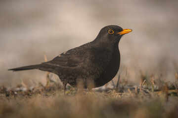 Kos na trawie zimową porą.