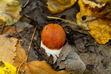 Boletus mushroom in autumn forest