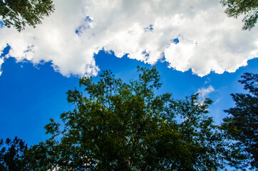 crown of trees from bottom to top. Cumulus clouds over the forest