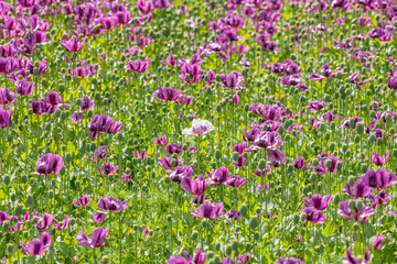 single white breadseed poppy (Papaver somniferum) flower in the field of purples