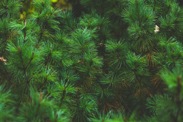 Emerald forest background of pine tree branches for Christmas and New Year design. Natural green coniferous background
