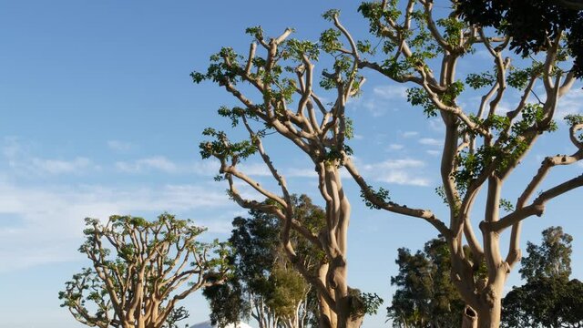 Large weird coral trees in Embarcadero Marina park near USS Midway and Convention Center, Seaport Village, San Diego, California USA. Big unusual strange tree near Unconditional Surrender Statue.