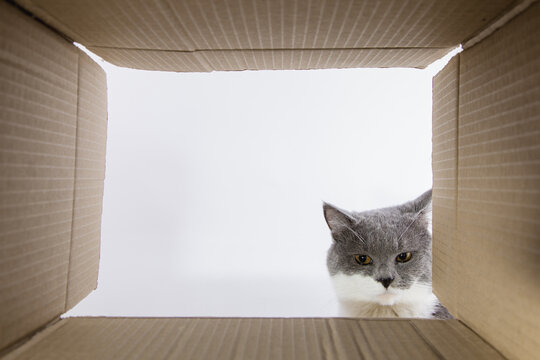 Grey beautiful cat, peeks into the cardboard carobka, a curious pet checks interesting places. Copy space.