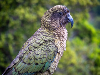 kea