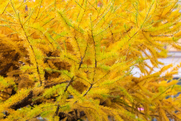 Fluffy branches of larch close-up. Yellow autumn needles. Soft warm autumn natural background.