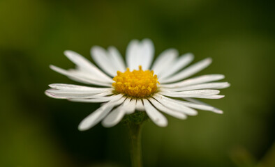 Obraz premium small white daisy (bellis) flower