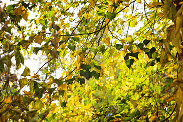Yellow and green leaves on the branches of a tree