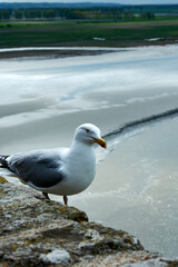 herring seagull