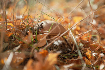 Boletus hiding in dry grass and leaves