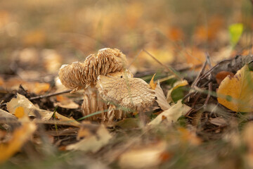 Мery old and very beautiful mushroom cobweb triumphal star-like