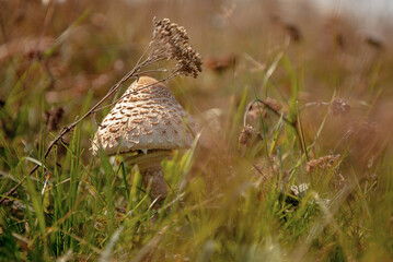 Mushroom umbrella among autumn grass