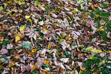 Dry leaves on the ground in autumn