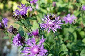Berg-Flockenblume, Centaurea montana, Schweiz
