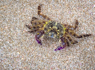 crab on the beach