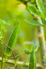 Okra plant growing in home garden in Asia