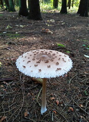 mushroom in the forest