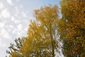 Fototapeta premium Birch with yellow leaves against the sky