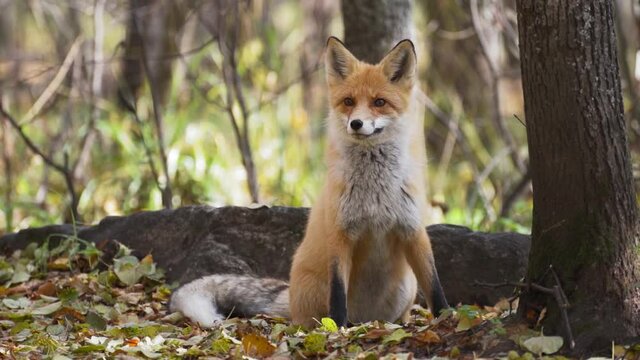 Red Fox (Vulpes vulpes) hunting and finding some food at the forest