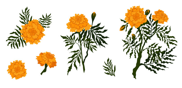 Bright autumnal marigolds isolated on white background vector illustration set


