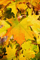 Fototapeta na wymiar Yellow maple leaf close up