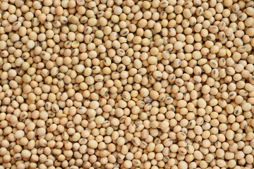 close up of soybeans for background