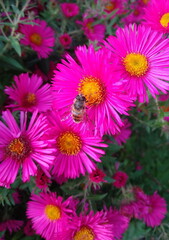 Fototapeta premium pink flowers and bee