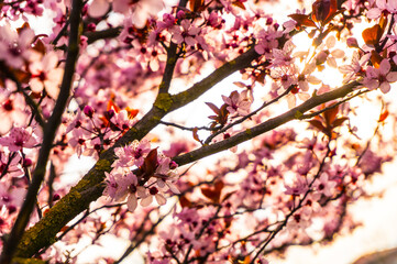 Cherry blossom in spring time