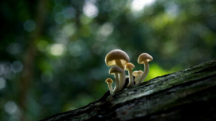 NATURE BEAUTY FULL PICTURES