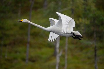 Swan flying in Norway. 