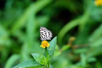 NATURE BEAUTY FULL PICTURES