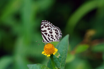 NATURE BEAUTY FULL PICTURES