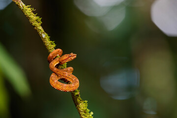 Central American Tree Boa, Corallus annulatus, also known as common tree boa, Trinidad tree boa or tee boa on a branch in the forest in Costa Rica